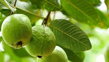 চড়া দামে বিক্রি হচ্ছে পেয়ারা পাতা, জানেন এর কারণ?